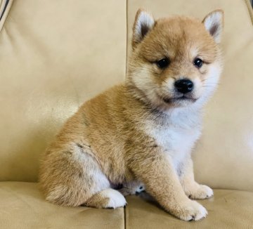 柴犬(標準サイズ)【徳島県・男の子・2019年5月15日・赤】の写真「優良血統❣️ハンサムボーイ💖」