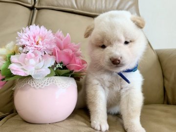 柴犬(標準サイズ)【徳島県・男の子・2019年10月7日・白(淡赤)】の写真「白なのですが少し淡赤な僕❤️」