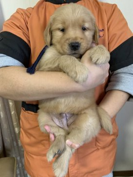 ゴールデンレトリバー【徳島県・男の子・2019年11月22日・ゴールド】の写真「骨格最高❣️良い夫婦？ワンワン夫婦に誕生した男の子」