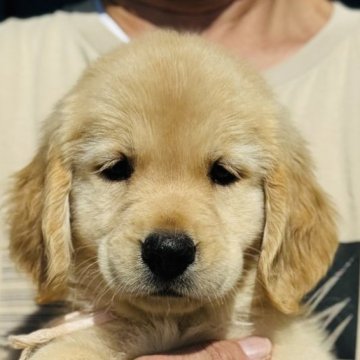 ゴールデンレトリバー【徳島県・女の子・2023年8月21日・ゴールド】の写真「骨格最高❣️ビッグな女の子③🩷交通費負担」