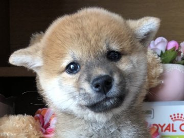 柴犬(標準サイズ)【徳島県・男の子・2018年9月11日・赤】の写真「メチャクチャ可愛い僕💕」