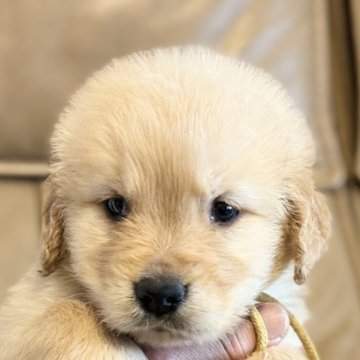 ゴールデンレトリバー【徳島県・男の子・2023年11月11日・ゴールド】の写真「アメリカ系の立派な男の子⑤番君❤️」