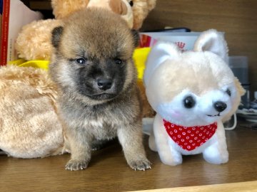 柴犬(標準サイズ)【徳島県・女の子・2018年10月6日・赤】の写真「小ぶりな女の子」