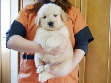 ゴールデンレトリバー【徳島県・男の子・2014年4月16日・ゴールド】の写真「良血統の男の子③番君」