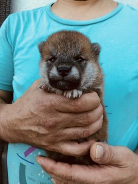 柴犬(標準サイズ)【徳島県・女の子・2018年8月15日・赤】の写真「小ぶりな女の子」