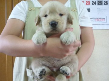 ゴールデンレトリバー【徳島県・男の子・2015年8月8日・ゴールデン】の写真「骨格最高！アメリカ系の大きな男の子③番君（良血統）」