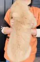 ゴールデンレトリバー【徳島県・男の子・2019年12月28日・ゴールド】の写真3