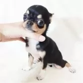 チワワ(スムース)