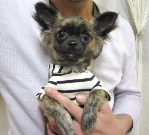 ID：1311-01115の子犬
