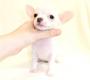 チワワ(スムース)【千葉県・男の子・2017年6月19日・ホワイト】の写真「つぶらな瞳ピュアホワイト垂れ目離れ目くん～(^^♪」