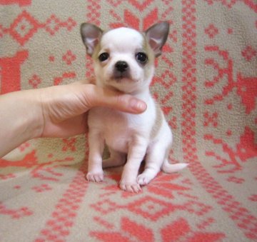 チワワ(スムース)【千葉県・女の子・2015年12月30日・ホワイト&レッド】の写真「甘えた顔のうるっとした優しいお目めをした女の子♪」