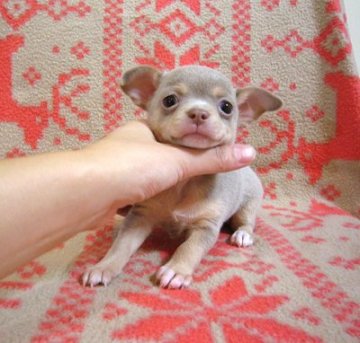 チワワ(スムース)【千葉県・女の子・2015年8月27日・イザベラ&タン】の写真「数少ないイザベラの女の子。欠点なく穏やかな子♪」