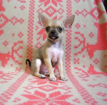 チワワ(スムース)【千葉県・女の子・2015年6月9日・レッド】の写真「クリッとしたまん丸優しい大きなお目めの女の子♪」