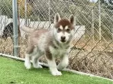 シベリアンハスキー【茨城県・女の子・2025年9月15日・チョコレートホワイト】の写真9