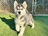 シベリアンハスキー【茨城県・男の子・2025年9月15日・ブラックホワイト】の写真12