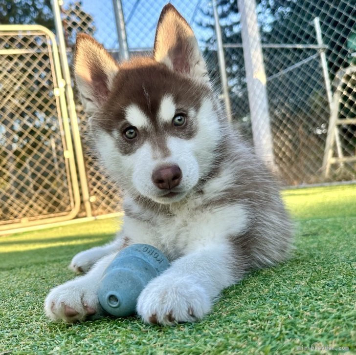 ブリーダー画像