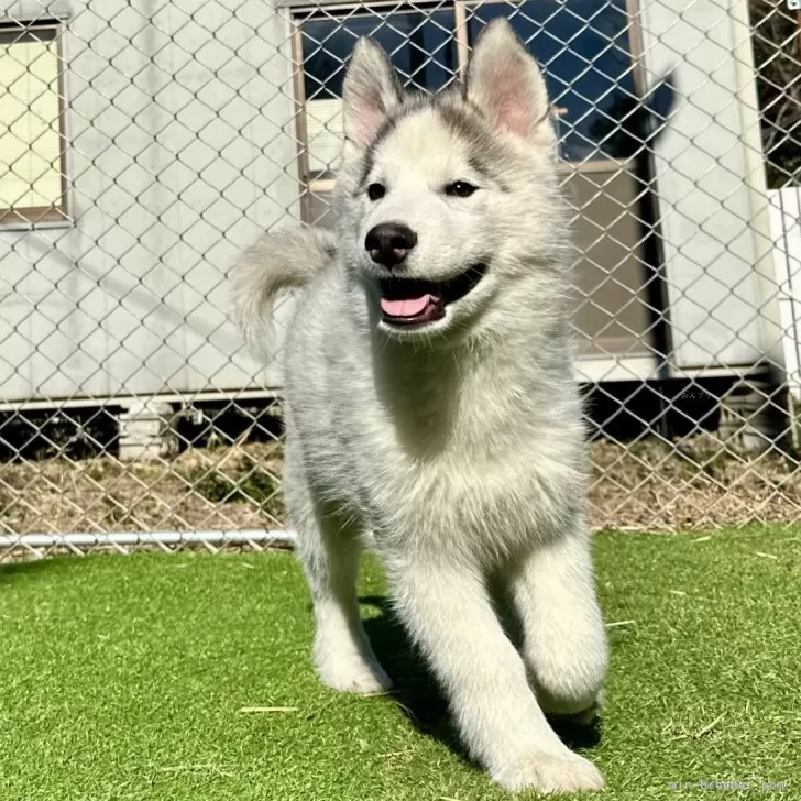 ID:2412-00987の子犬