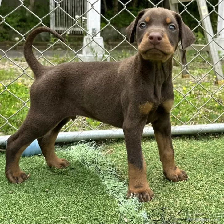 Y.K 様のお迎えした子犬