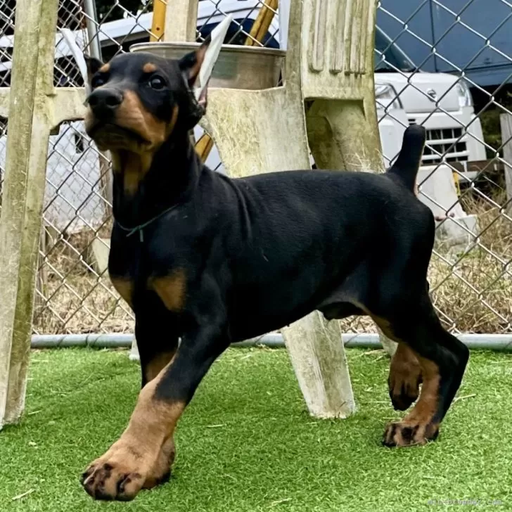 ID：2410-03242の子犬