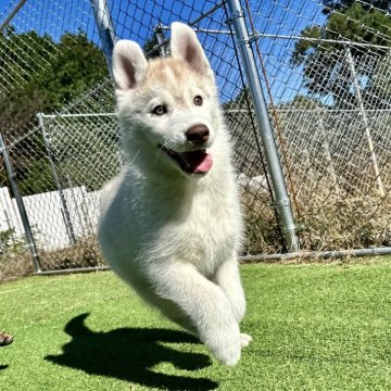 シベリアンハスキー【茨城県・女の子・2024年8月25日・レッドホワイト】の写真「骨量のある綺麗な女の子」