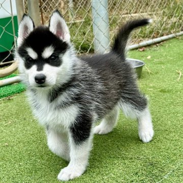 シベリアンハスキー【茨城県・女の子・2025年9月3日・ブラックホワイト】の写真「人懐こい可愛い子犬です。」