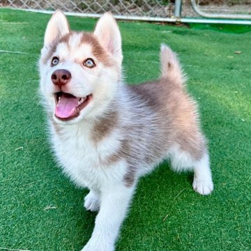 シベリアンハスキー【茨城県・男の子・2025年9月15日・チョコレートホワイト】の写真「パーティアイの綺麗な子犬です。」