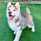 シベリアンハスキー