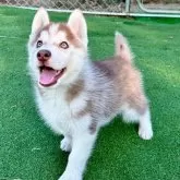 シベリアンハスキー