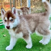 シベリアンハスキー