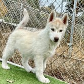 シベリアンハスキー