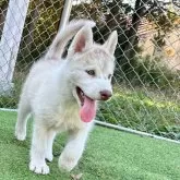 シベリアンハスキー