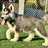 シベリアンハスキー