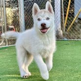 シベリアンハスキー