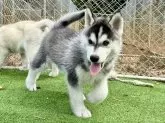 シベリアンハスキー【茨城県・男の子・2025年9月15日・ブラックホワイト】の写真3
