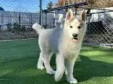シベリアンハスキー【茨城県・男の子・2024年9月12日・シルバーホワイト】の写真4