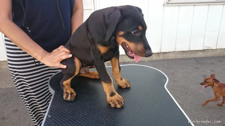 ID:1707-00216の子犬