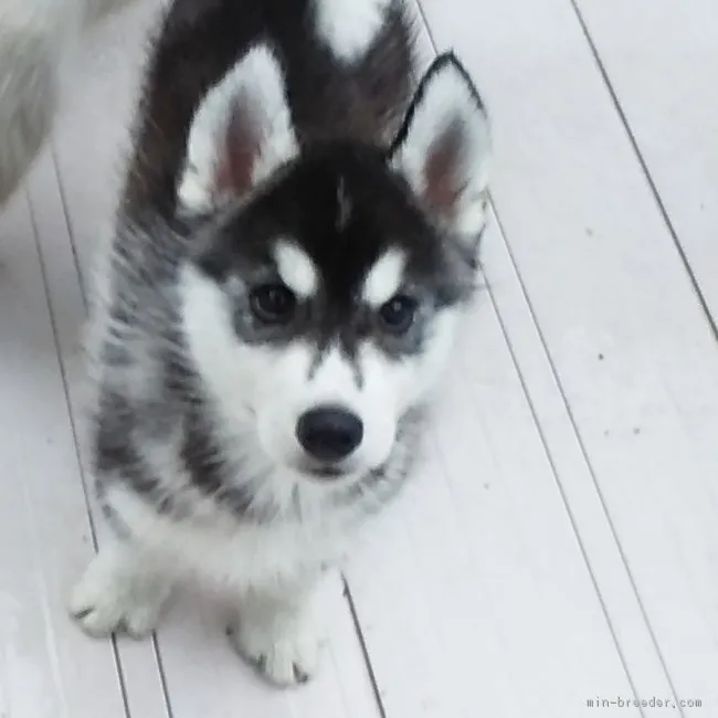 ID:1805-02597の子犬