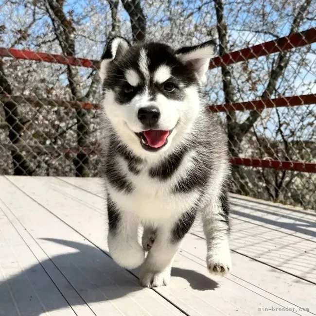 ID:2304-00146の子犬