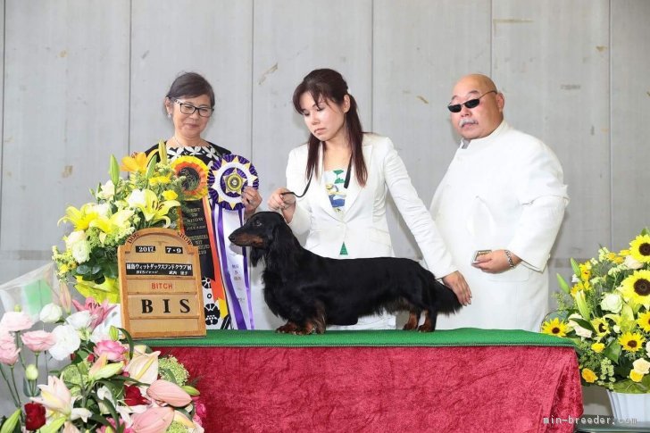 ✨🏆BEST IN SHOW🏆✨受賞｜金澤　安奈(かなざわ　あんな)ブリーダー(茨城県・スタンダードダックスフンド(ロング)など・JKC登録)の紹介写真1