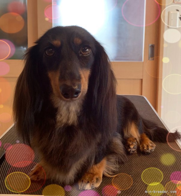 金澤安奈ブリーダーのブログ マイロちゃん シャンプーday 22 8 18 みんなのブリーダー 金澤安奈ブリーダーのブログ マイロちゃん シャンプーday 22 8 18 みんなのブリーダー