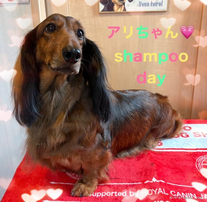 金澤安奈ブリーダーのブログ：アリちゃん🐶