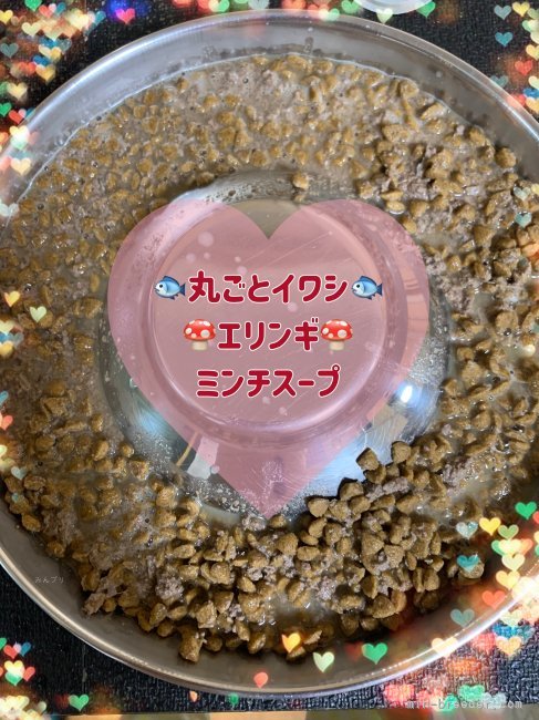 金澤安奈ブリーダーのブログ：ちびっ子のご飯🐟🍖