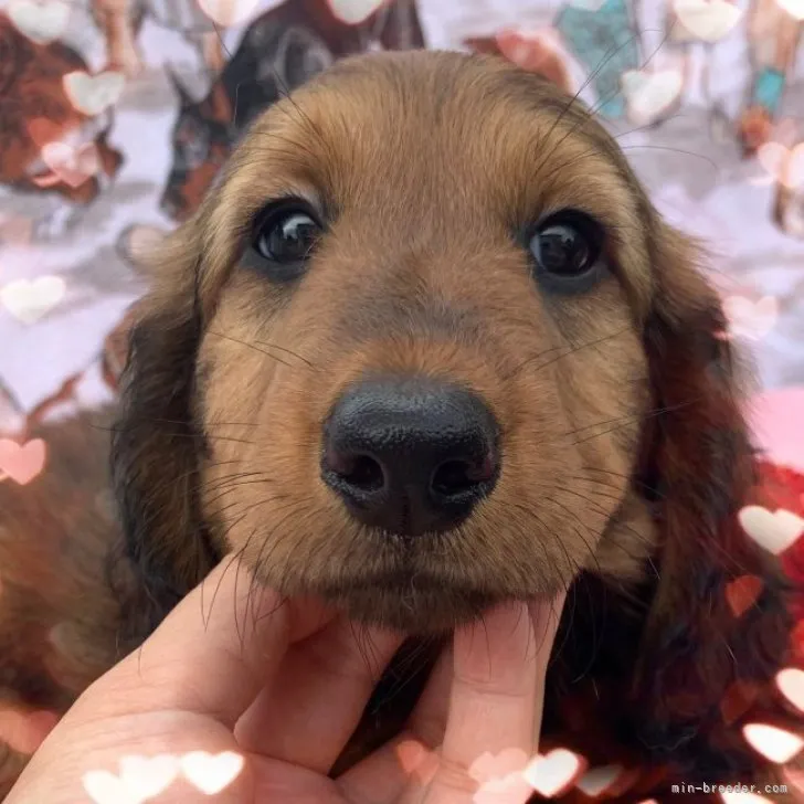 T.A 様のお迎えした子犬