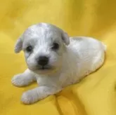 ビションフリーゼ