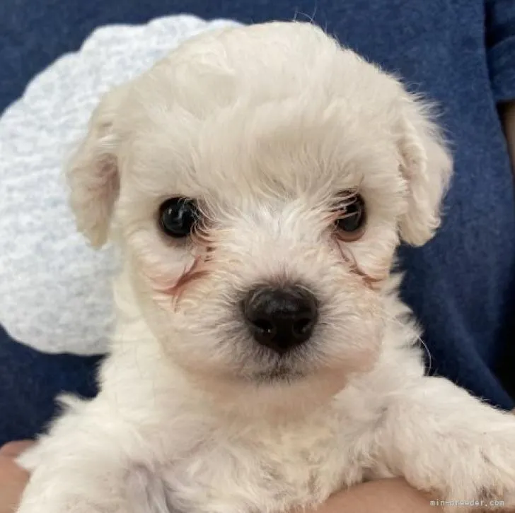 ID：2207-05224の子犬