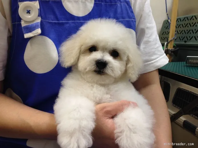 あき 様のお迎えした子犬
