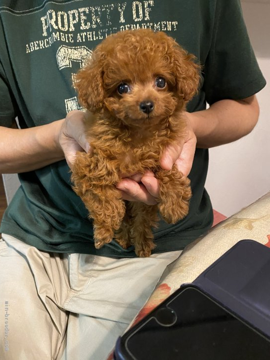 加藤浩由ブリーダーのブログ：お迎えでした