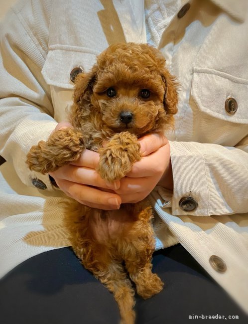 加藤浩由ブリーダーのブログ：決まりました