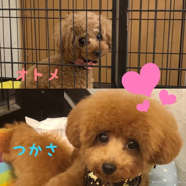 加藤浩由ブリーダーのブログ：交配に来てるオトメちゃん