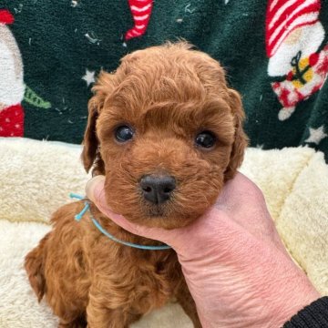 トイプードル(タイニー)【東京都・男の子・2025年10月18日・レッドフォーン】の写真「可愛らしい男の子」